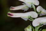 Ramping fumitory